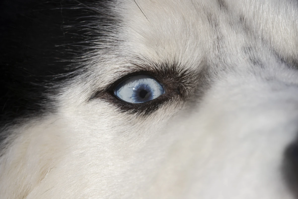 Le droit des animaux : une question de justice et d'éthique